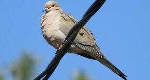Kumru Halkının Güncel Sorunları ve Çözüm Önerileri