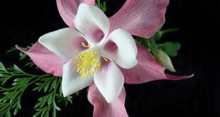 Kumru’da Çiftçiler İçin Yeni Teşvikler