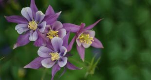 Kumru’da Doğa Yürüyüşleri ve Eko-Turizm