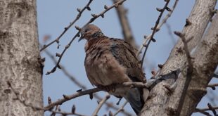 Kumru’da Tarımsal Kalkınma İçin Destekler