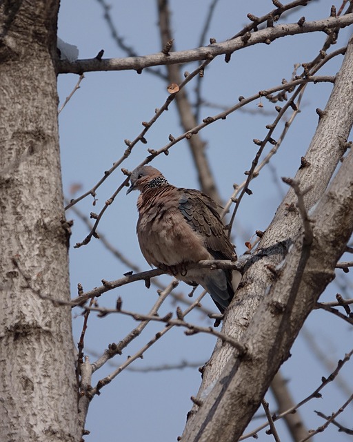 Kumru’da Tarımsal Kalkınma İçin Destekler