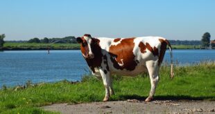 Turgutreis'te Tarımsal Üretim ve Yerel Ürünler