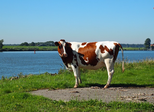 Turgutreis'te Tarımsal Üretim ve Yerel Ürünler
