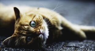 Turgutreis’te Yerel Yönetimden Açıklamalar